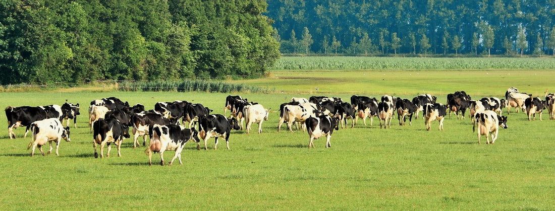 Hoe houd je kruidenrijk grasland in stand?