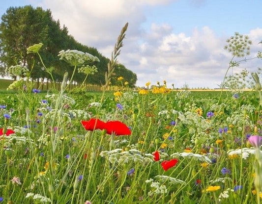 Kruidenrijk grasland, kruidenrijk grasland kopen, kruiden, platform kruidenrijk grasland, melkveehouders, vooruitstrevend met kruidenrijk grasland, grootste aanbod kruidenrijk grasland, graszaad, engels raaigras, kruidenmengsel grasland, vruchtbaarheid verhogen kruiden, kruiden zaden kopen online, kruidenmengsel zaaien, kruiden graszaad