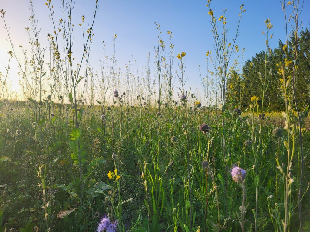 Agro-Bio Groenbemestingsmengsel - 0,5 ha - Kruidenrijk Grasland