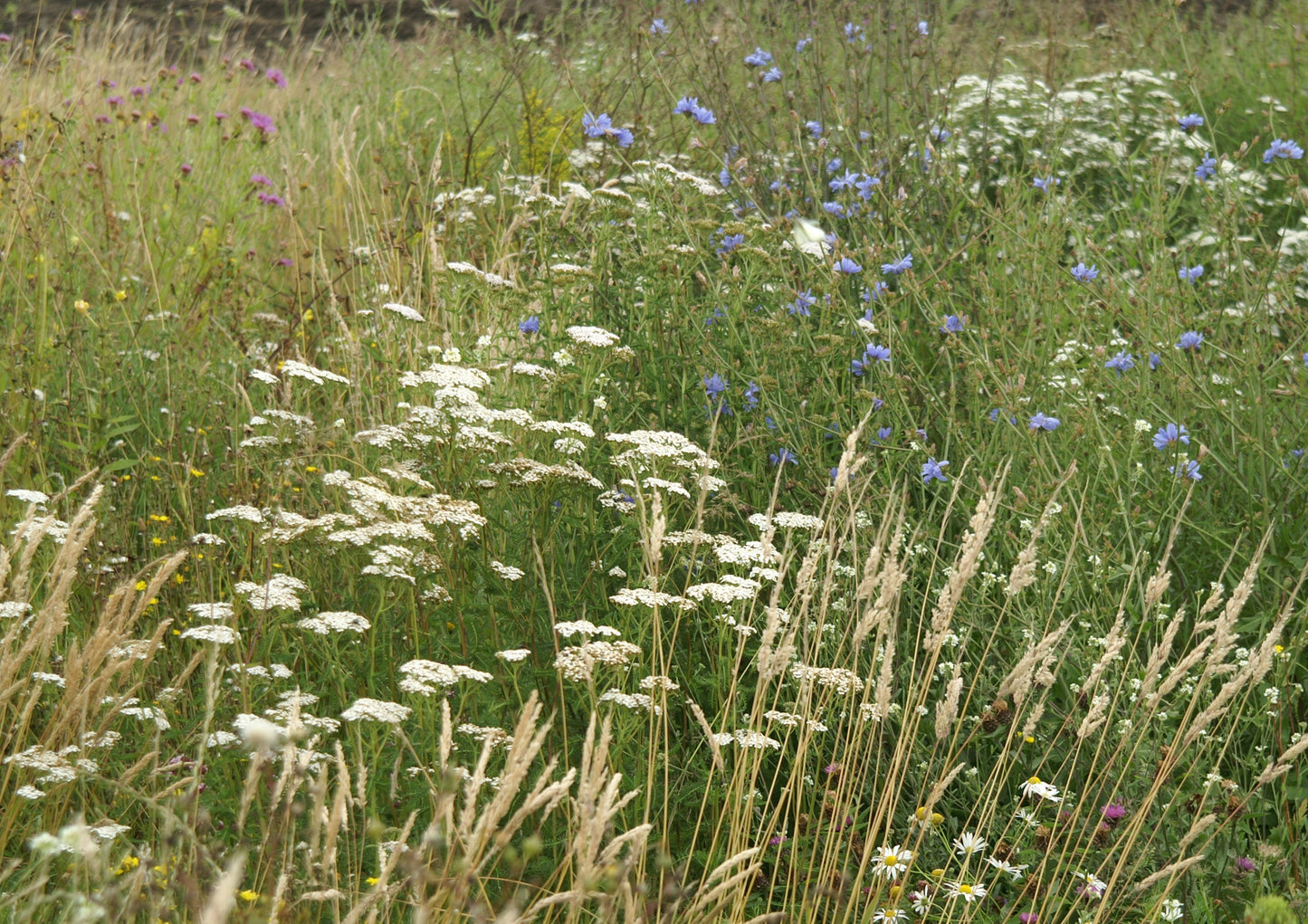 BWK1 | Weidemengsel kleigrond - 10kg - De Bolderik