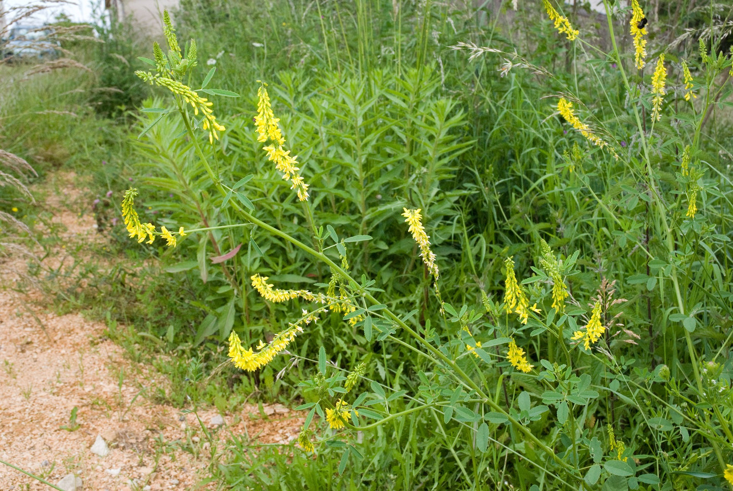 Kruidenrijk grasland, kruidenrijk grasland kopen, kruiden, platform kruidenrijk grasland, melkveehouders, vooruitstrevend met kruidenrijk grasland, grootste aanbod kruidenrijk grasland, graszaad, engels raaigras, kruidenmengsel grasland, vruchtbaarheid verhogen kruiden, kruiden zaden kopen online, kruidenmengsel zaaien, kruiden graszaad