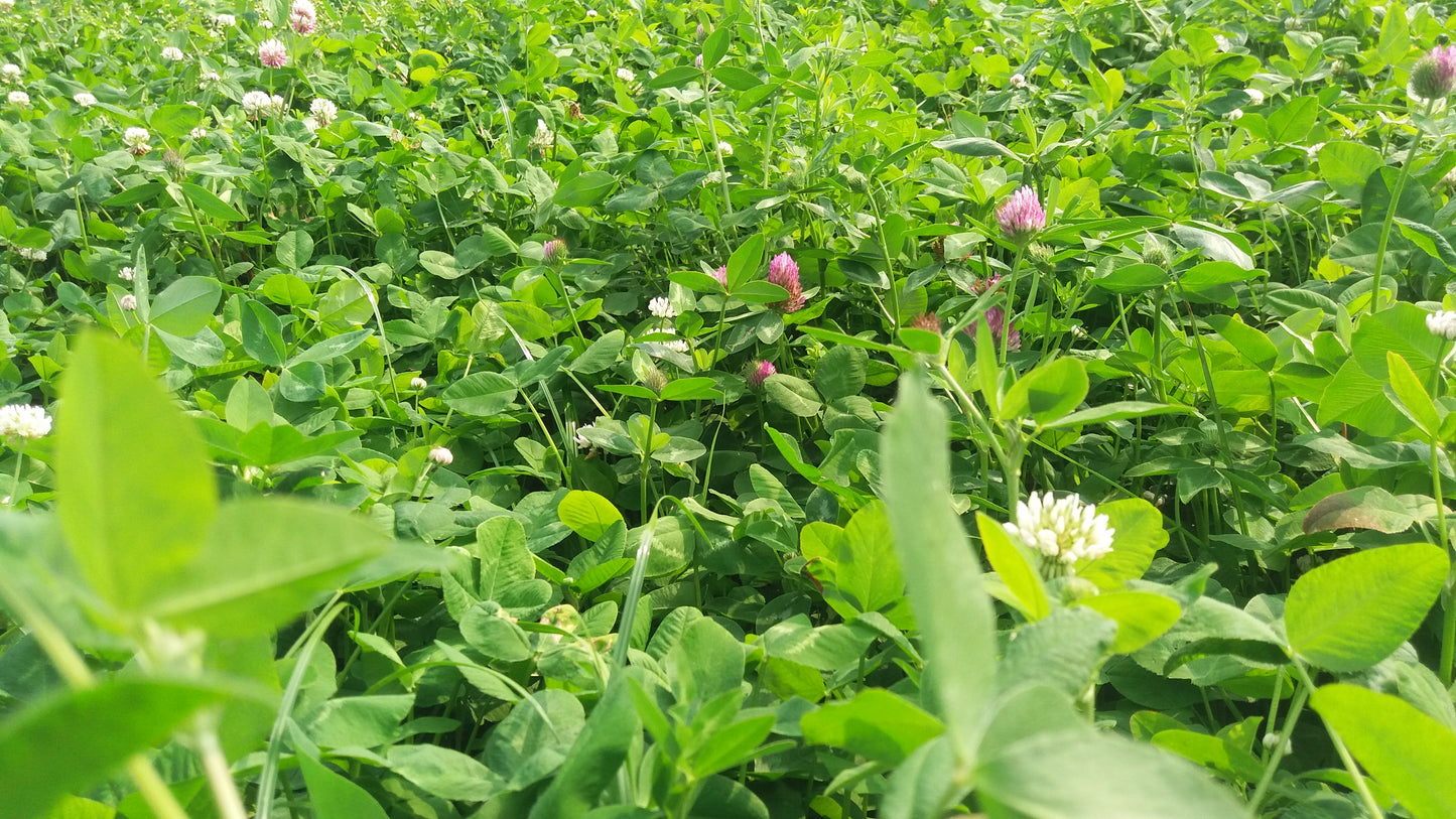 Maaien KlaverMix - 1 ha. - ForageMax