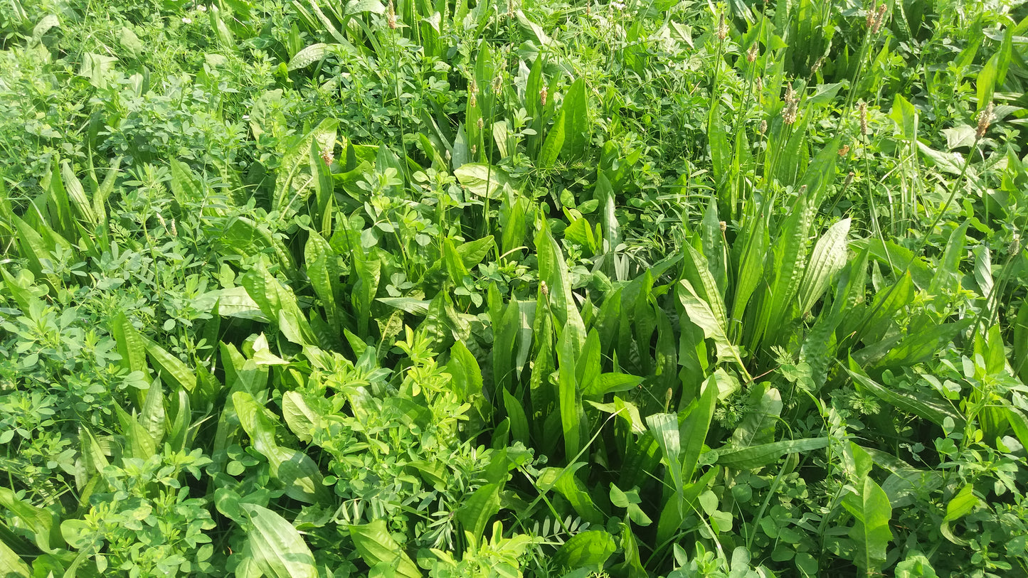 Kruidenrijk - 1 ha. - ForageMax