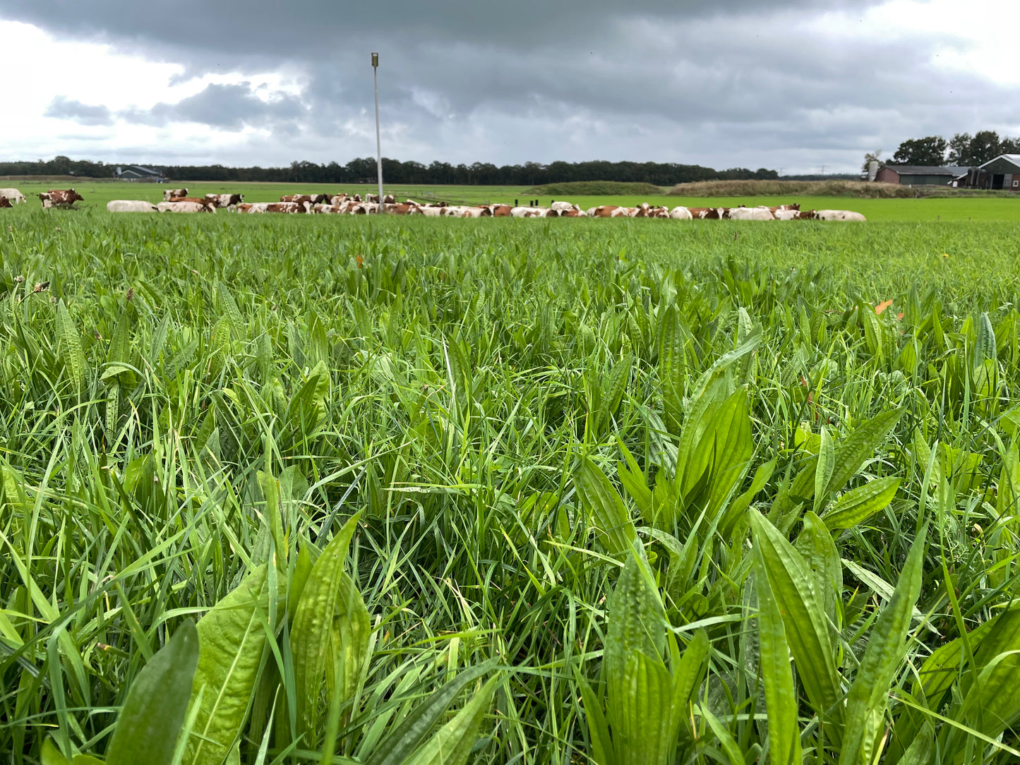 Kruiden Basis - 1 ha. - ForageMax