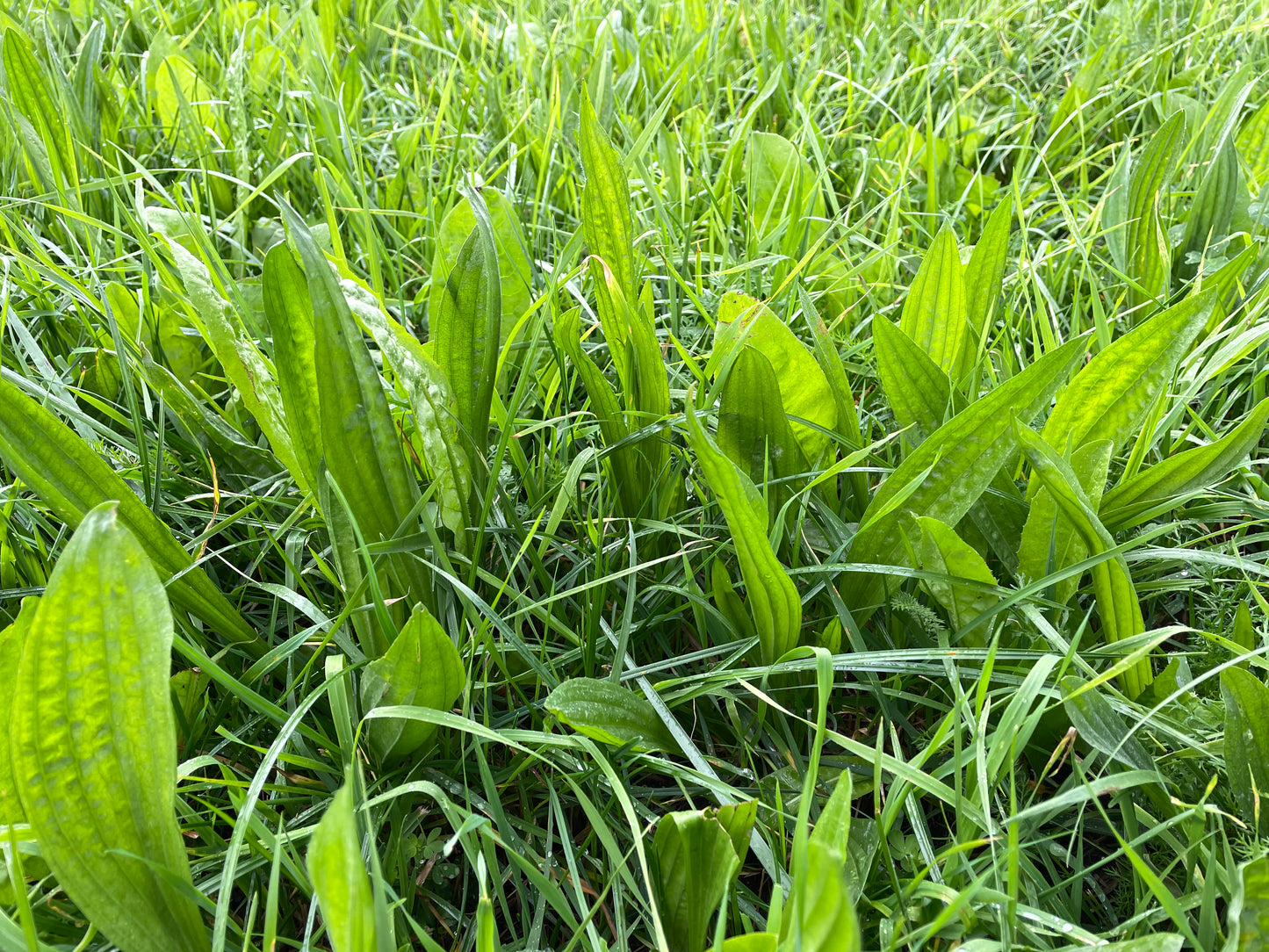 Kruiden Basis - 1 ha. - ForageMax