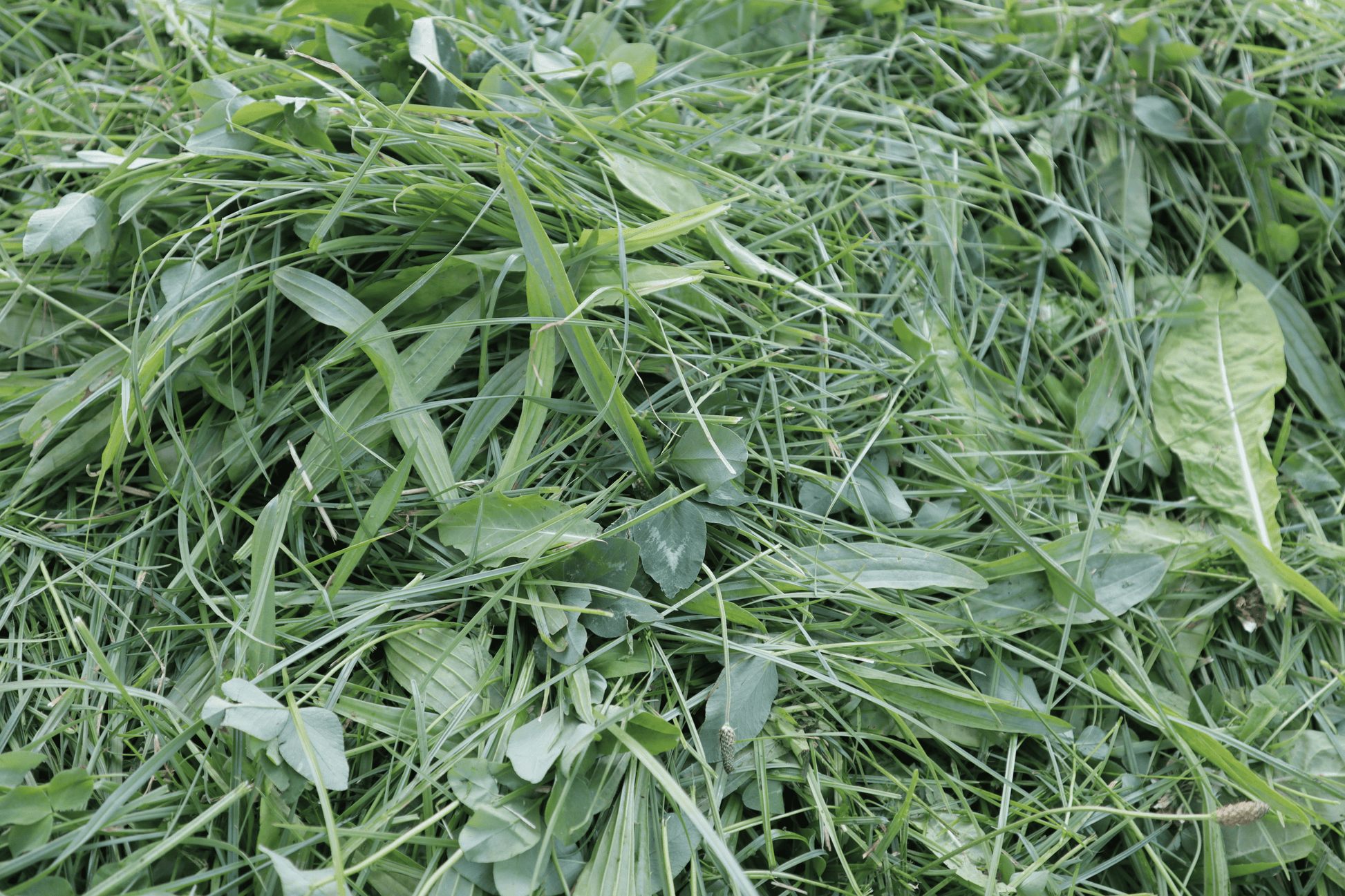 Kruidenrijk grasland, kruidenrijk grasland kopen, kruiden, platform kruidenrijk grasland, melkveehouders, vooruitstrevend met kruidenrijk grasland, grootste aanbod kruidenrijk grasland, graszaad, engels raaigras, kruidenmengsel grasland, vruchtbaarheid verhogen kruiden, kruiden zaden kopen online, kruidenmengsel zaaien, kruiden graszaad