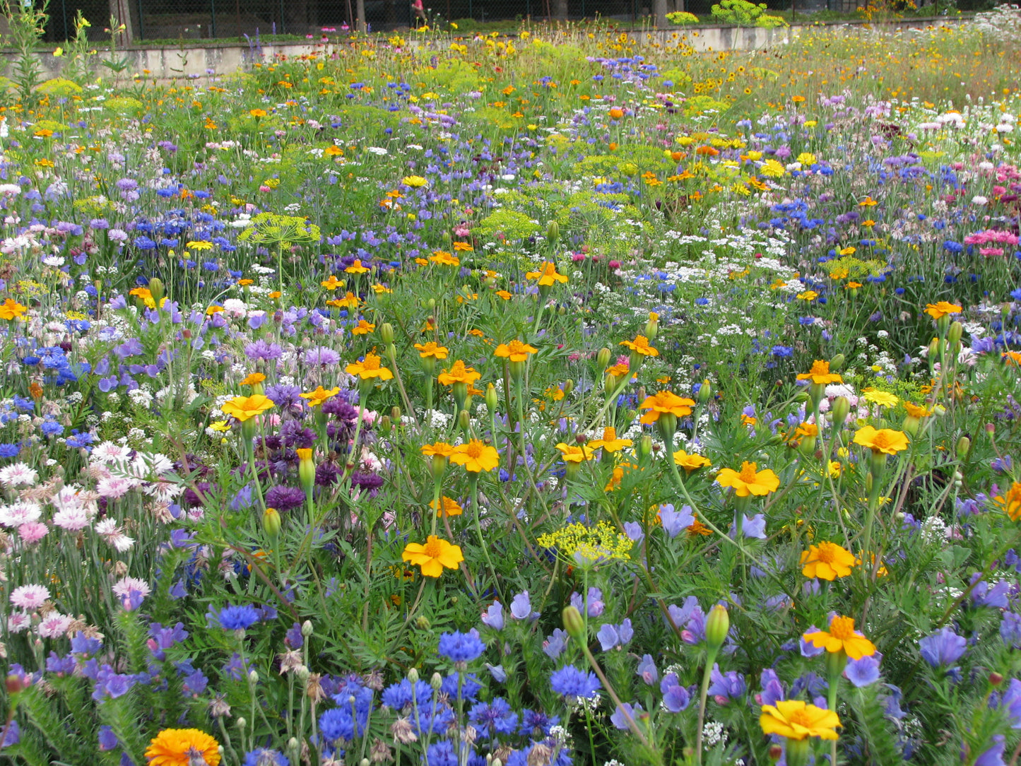 IPM Bloemen en nuttige insecten - EconSeeds