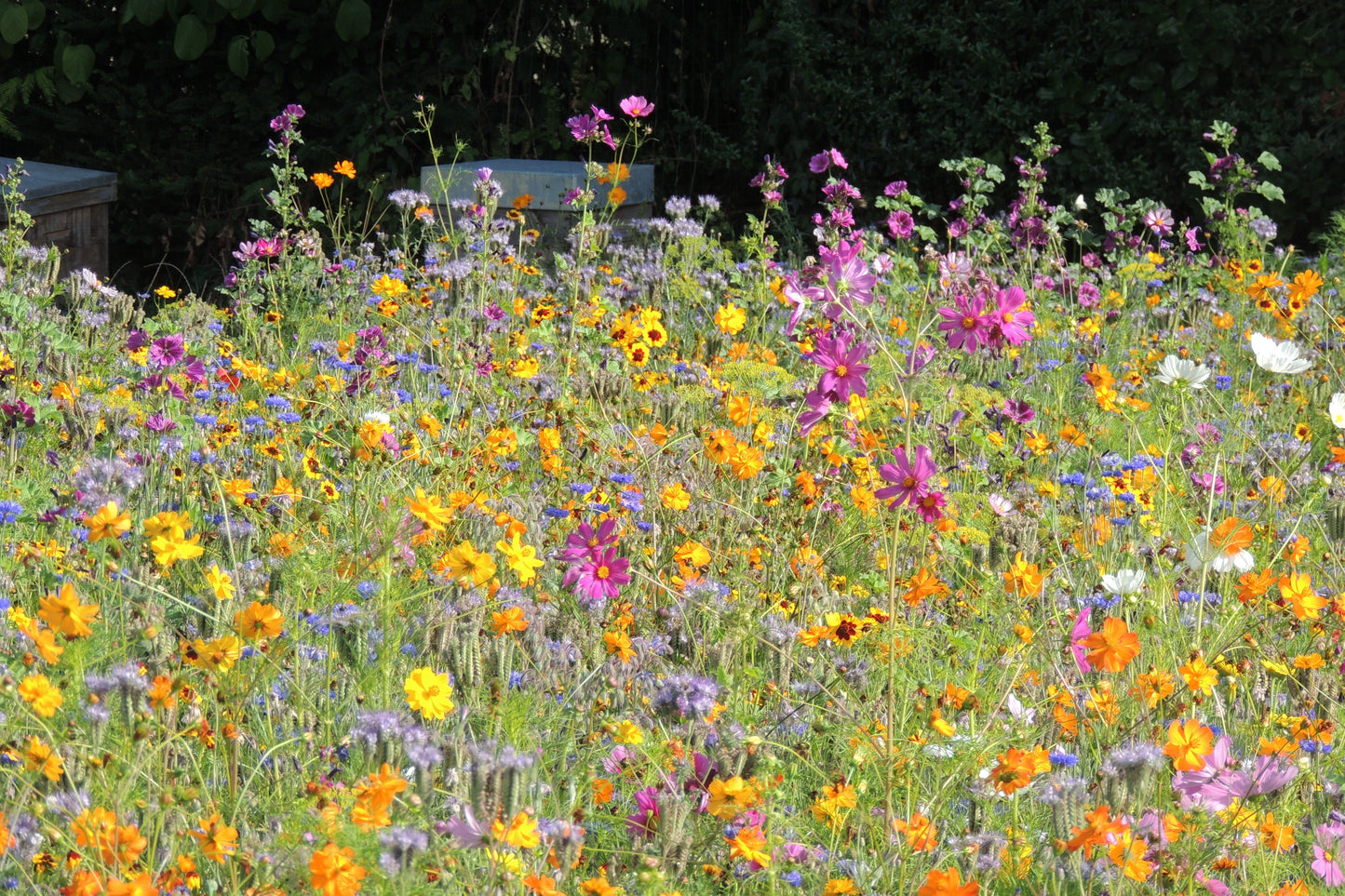 Bloemen voor bijen & Co - EconSeeds