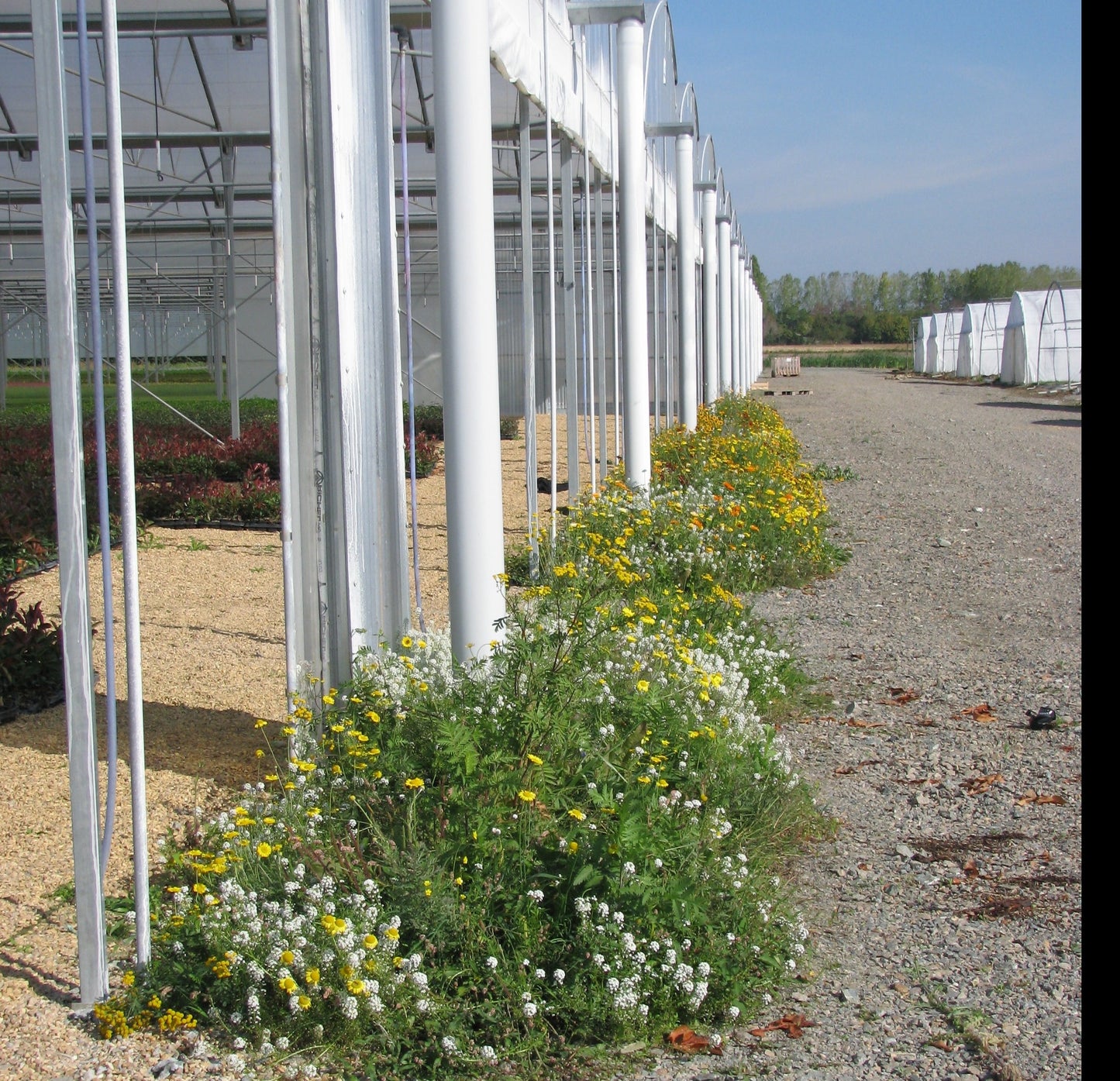 IPM Wilde bloemen - EconSeeds