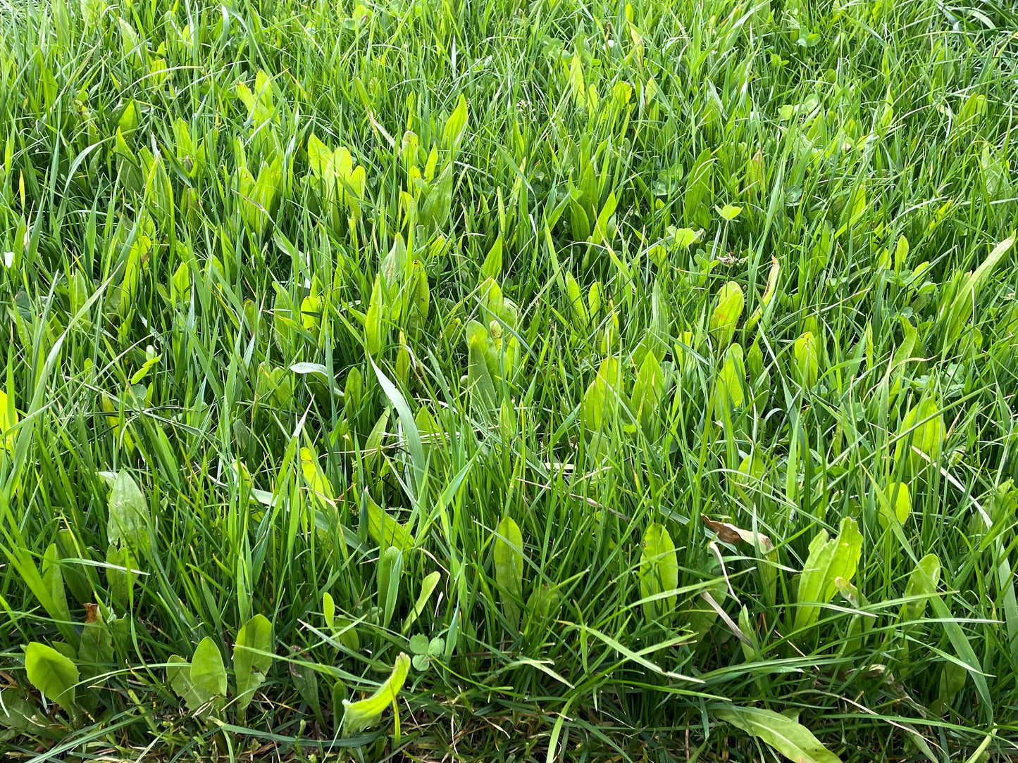 MultiMax - 1/3 ha. - ForageMax