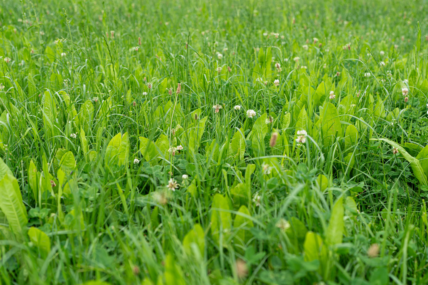 MultiMax - 1/3 ha. - ForageMax