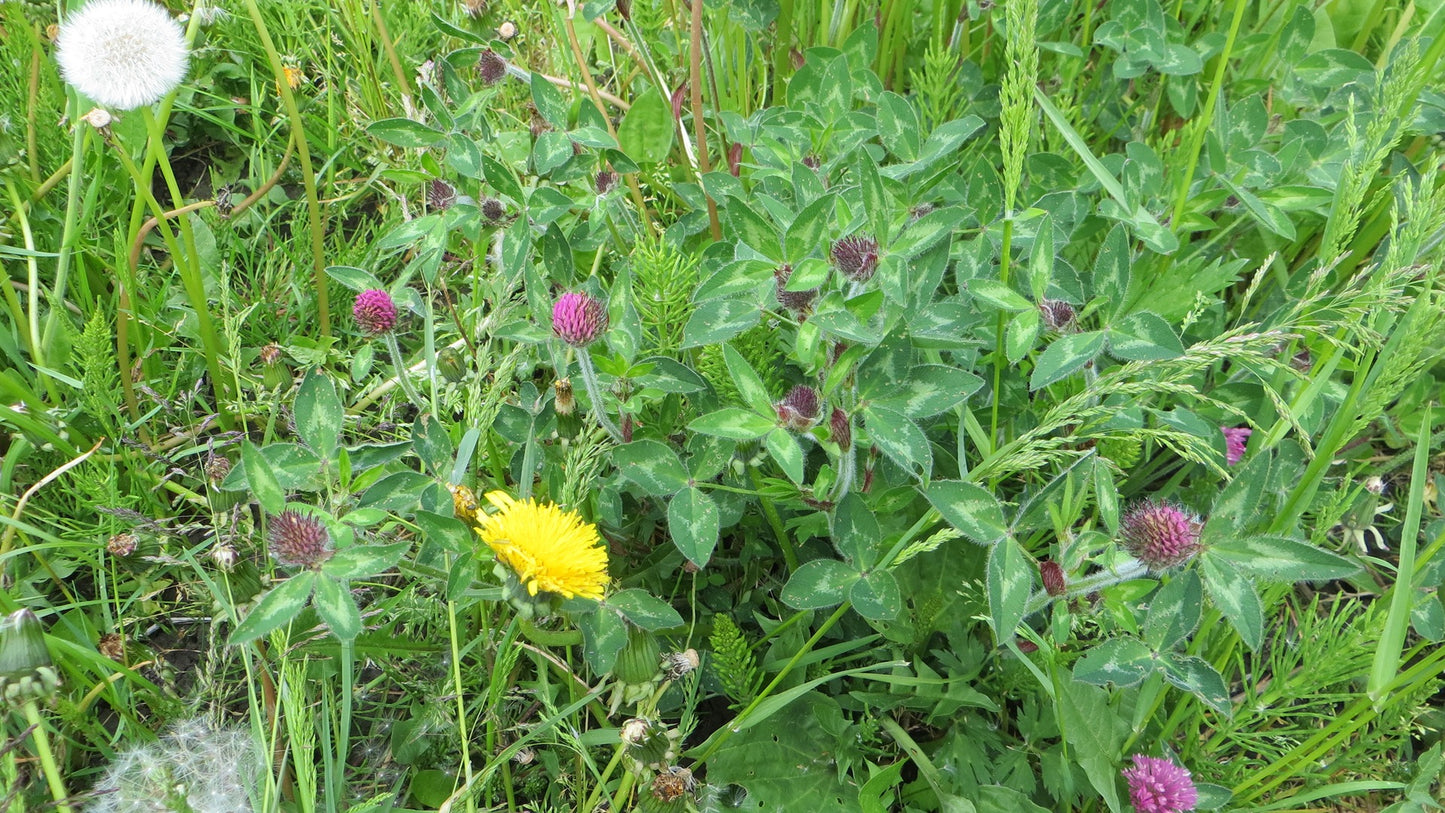 Kruidenrijk grasland, kruidenrijk grasland kopen, kruiden, platform kruidenrijk grasland, melkveehouders, vooruitstrevend met kruidenrijk grasland, grootste aanbod kruidenrijk grasland, graszaad, engels raaigras, kruidenmengsel grasland, vruchtbaarheid verhogen kruiden, kruiden zaden kopen online, kruidenmengsel zaaien, kruiden graszaad