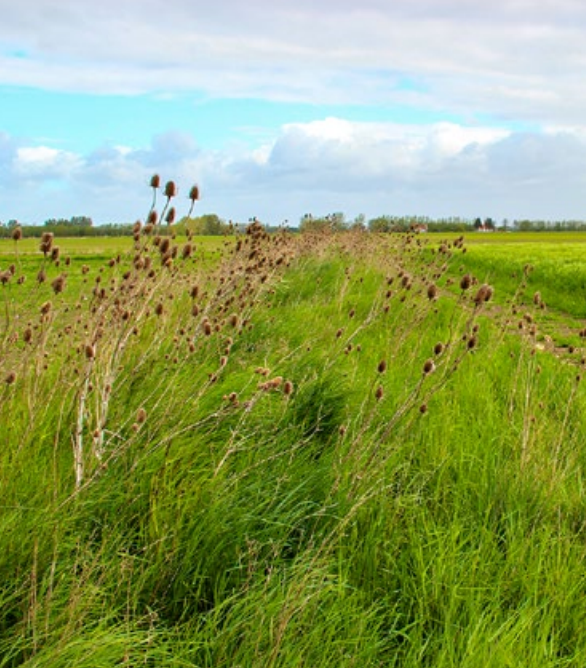 Partridge Keverbank - 5kg - Kruidenrijk Grasland