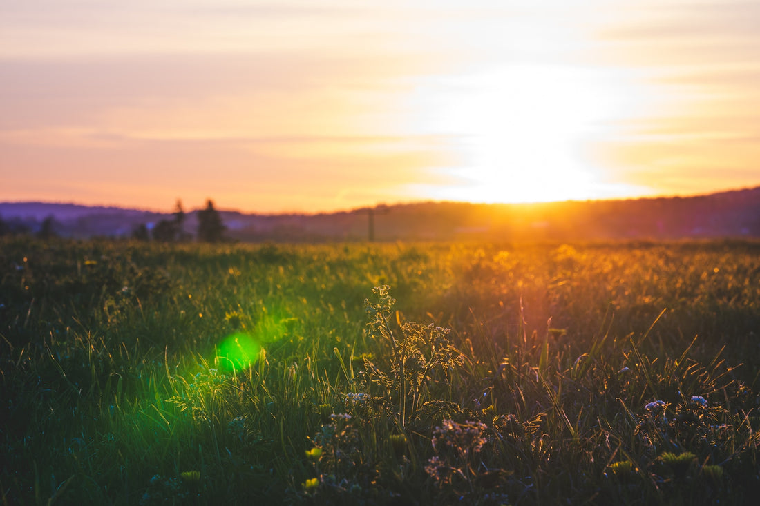 Kruidenrijk grasland: goed voor bodem, klimaat en biodiversiteit!