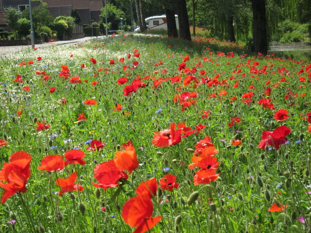 Kruidenrijk grasland, kruidenrijk grasland kopen, kruiden, platform kruidenrijk grasland, melkveehouders, vooruitstrevend met kruidenrijk grasland, grootste aanbod kruidenrijk grasland, graszaad, engels raaigras, kruidenmengsel grasland, vruchtbaarheid verhogen kruiden, kruiden zaden kopen online, kruidenmengsel zaaien, kruiden graszaad