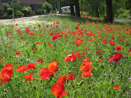 Kruidenrijk grasland, kruidenrijk grasland kopen, kruiden, platform kruidenrijk grasland, melkveehouders, vooruitstrevend met kruidenrijk grasland, grootste aanbod kruidenrijk grasland, graszaad, engels raaigras, kruidenmengsel grasland, vruchtbaarheid verhogen kruiden, kruiden zaden kopen online, kruidenmengsel zaaien, kruiden graszaad