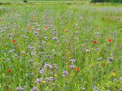 Agro-Bio Groenbemestingsmengsel  - 0,5 ha - Kruidenrijk Grasland