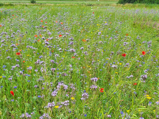 Agro-Bio Groenbemestingsmengsel  - 0,5 ha - Kruidenrijk Grasland