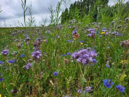 Agro-Bio Groenbemestingsmengsel  - 0,5 ha - Kruidenrijk Grasland