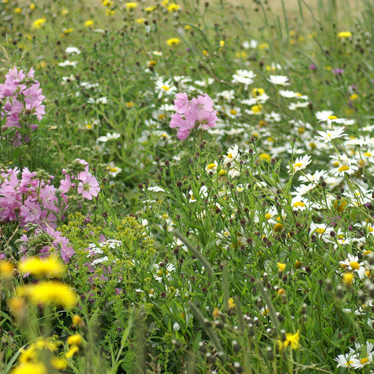 BWZ1 | Weidemengsel bloemrijk Zandgrond - 10kg - De Bolderik