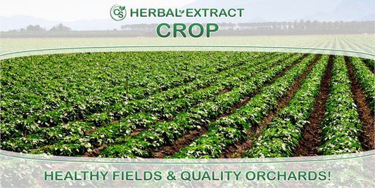 Herbal Extract Crop - Comfort Solutions