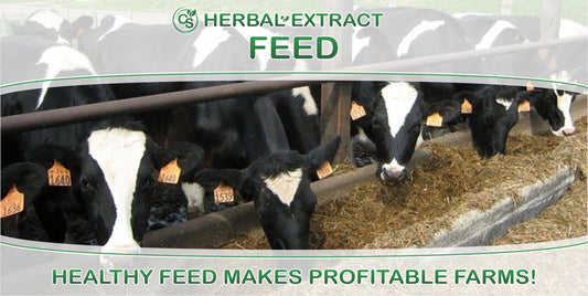 Herbal Extract Feed - Comfort Solutions