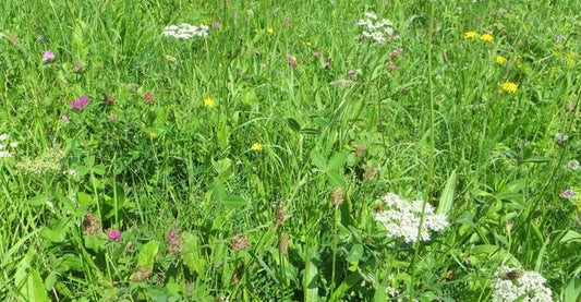 Kruidenrijk grasland, kruidenrijk grasland kopen, kruiden, platform kruidenrijk grasland, melkveehouders, vooruitstrevend met kruidenrijk grasland, grootste aanbod kruidenrijk grasland, graszaad, engels raaigras, kruidenmengsel grasland, vruchtbaarheid verhogen kruiden, kruiden zaden kopen online, kruidenmengsel zaaien, kruiden graszaad