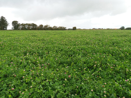 Saladebuffet Basis (Veen) - 0,5ha - Pure Graze