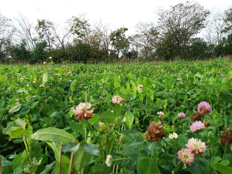 Saladebuffet Kruidenrijk - 0,5ha - Pure Graze