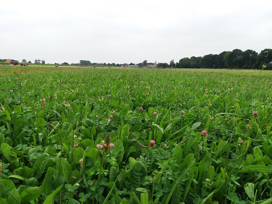 Saladebuffet Zand - 0,5ha - Pure Graze