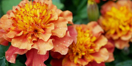 Tagetes patula, Afrikaantje - 5 kg - Kruidenrijk Grasland