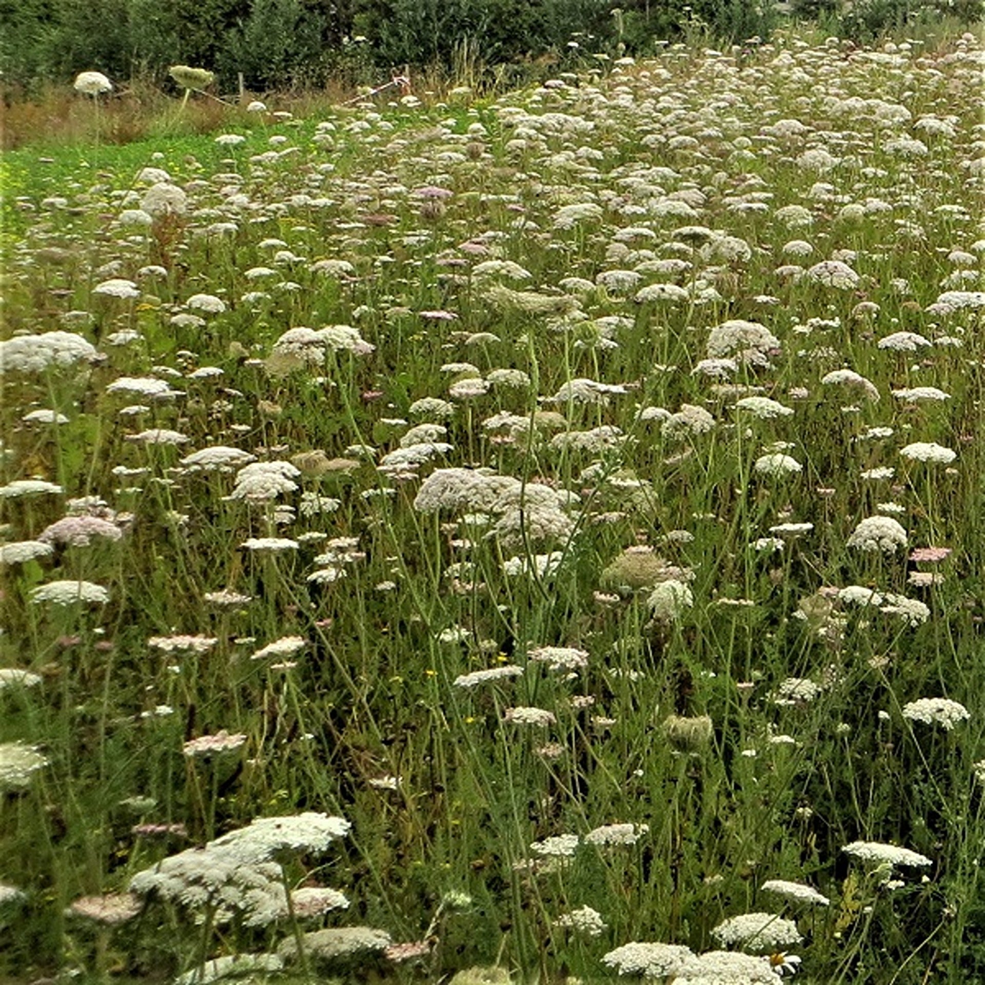 Kruidenrijk grasland, kruidenrijk grasland kopen, kruiden, platform kruidenrijk grasland, melkveehouders, vooruitstrevend met kruidenrijk grasland, grootste aanbod kruidenrijk grasland, graszaad, engels raaigras, kruidenmengsel grasland, vruchtbaarheid verhogen kruiden, kruiden zaden kopen online, kruidenmengsel zaaien, kruiden graszaad